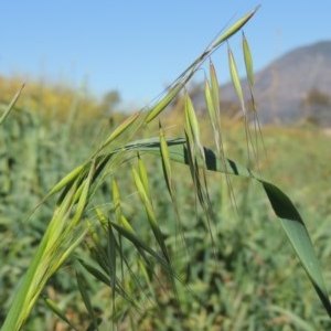 Avena sp. at Gordon, ACT - 14 Sep 2020