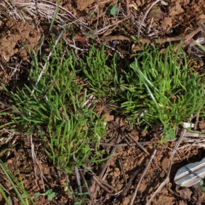 Isoetopsis graminifolia (Grass Cushion Daisy) at Budjan Galindji (Franklin Grassland) Reserve - 15 Oct 2020 by AndrewZelnik