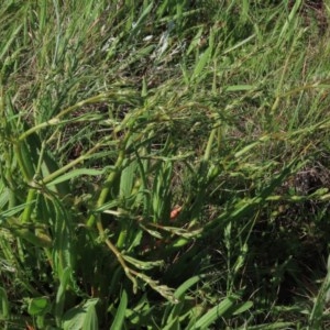 Rumex dumosus at Harrison, ACT - 15 Oct 2020