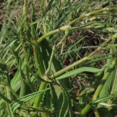 Rumex dumosus at Harrison, ACT - 15 Oct 2020