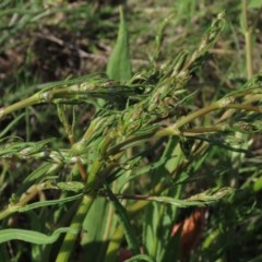 Rumex dumosus at Harrison, ACT - 15 Oct 2020