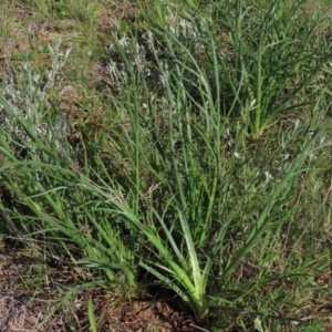 Eryngium ovinum at Harrison, ACT - 15 Oct 2020