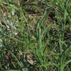 Eryngium ovinum at Harrison, ACT - 15 Oct 2020