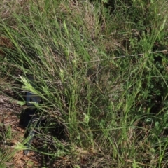 Rytidosperma carphoides (Short Wallaby Grass) at Harrison, ACT - 15 Oct 2020 by AndrewZelnik