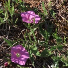 Convolvulus angustissimus subsp. angustissimus (Australian Bindweed) at Budjan Galindji (Franklin Grassland) Reserve - 15 Oct 2020 by AndrewZelnik