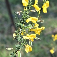 Genista monspessulana (Cape Broom, Montpellier Broom) at Bellawongarah, NSW - 15 Oct 2020 by plants