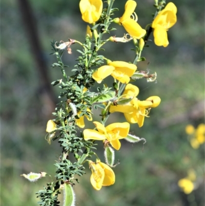 Genista monspessulana (Cape Broom, Montpellier Broom) at Bellawongarah, NSW - 15 Oct 2020 by plants