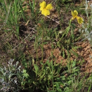 Goodenia pinnatifida at Harrison, ACT - 15 Oct 2020