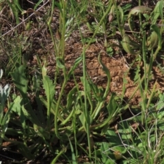 Goodenia pinnatifida at Harrison, ACT - 15 Oct 2020