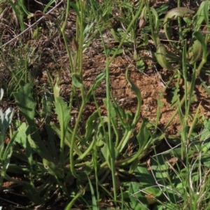 Goodenia pinnatifida at Harrison, ACT - 15 Oct 2020