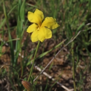 Goodenia pinnatifida at Harrison, ACT - 15 Oct 2020