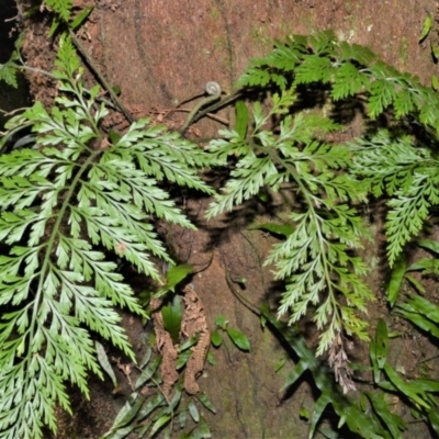 Asplenium gracillimum (Mother Spleenwort) at Bellawongarah, NSW - 15 Oct 2020 by plants