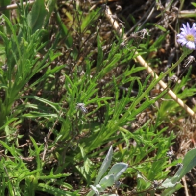 Vittadinia muelleri (Narrow-leafed New Holland Daisy) at Harrison, ACT - 15 Oct 2020 by AndrewZelnik