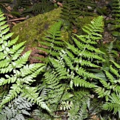 Lastreopsis acuminata (Shiny Shield Fern) at Bellawongarah, NSW - 15 Oct 2020 by plants