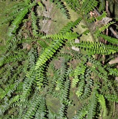 Arthropteris beckleri (Hairy Climbing Fishbone Fern) at Bellawongarah, NSW - 15 Oct 2020 by plants