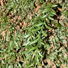 Tmesipteris parva (Small Fork Fern) at Bellawongarah, NSW - 15 Oct 2020 by plants