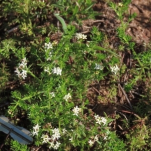 Asperula conferta at Harrison, ACT - 15 Oct 2020