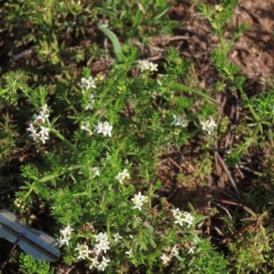 Asperula conferta (Common Woodruff) at Harrison, ACT - 15 Oct 2020 by AndrewZelnik