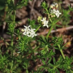 Asperula conferta at Harrison, ACT - 15 Oct 2020