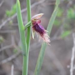 Calochilus platychilus (Purple Beard Orchid) at Denman Prospect, ACT - 16 Oct 2020 by SandraH