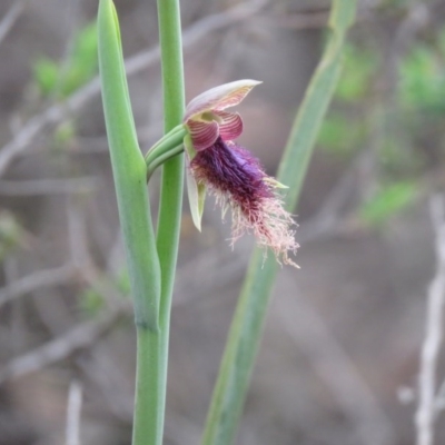 Calochilus platychilus (Purple Beard Orchid) at Denman Prospect, ACT - 15 Oct 2020 by SandraH