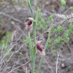 Calochilus platychilus at Denman Prospect, ACT - 16 Oct 2020