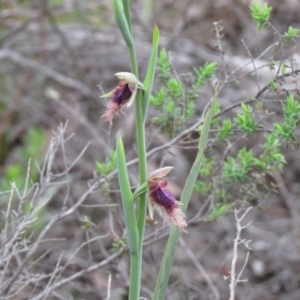 Calochilus platychilus at Denman Prospect, ACT - 16 Oct 2020