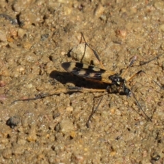 Gynoplistia (Gynoplistia) bella (A crane fly) at Denman Prospect, ACT - 15 Oct 2020 by SandraH