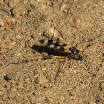 Gynoplistia (Gynoplistia) bella (A crane fly) at Denman Prospect, ACT - 15 Oct 2020 by SandraH