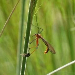 Harpobittacus australis (Hangingfly) at Stromlo, ACT - 16 Oct 2020 by SandraH