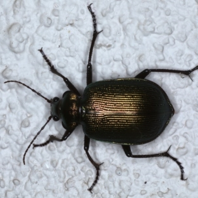 Calosoma schayeri (Green caterpillar hunter) at Ainslie, ACT - 15 Oct 2020 by jb2602