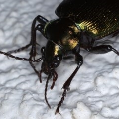 Calosoma schayeri at Ainslie, ACT - 15 Oct 2020