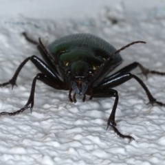 Calosoma schayeri at Ainslie, ACT - 15 Oct 2020