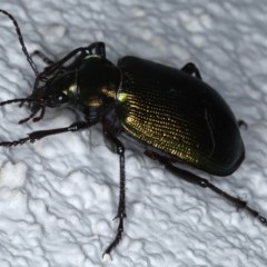 Calosoma schayeri at Ainslie, ACT - 15 Oct 2020