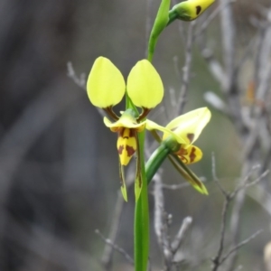 Diuris sulphurea at Denman Prospect, ACT - 16 Oct 2020