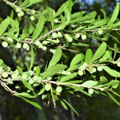 Melicytus dentatus (Tree Violet) at Bellawongarah, NSW - 15 Oct 2020 by plants