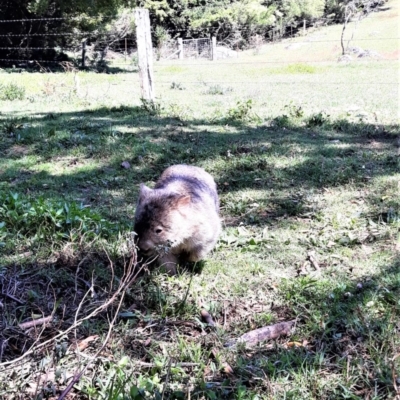 Vombatus ursinus (Common wombat, Bare-nosed Wombat) at Bellawongarah, NSW - 15 Oct 2020 by plants