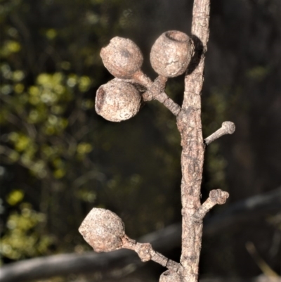 Eucalyptus dendromorpha (Budawang Ash) at Bellawongarah, NSW - 15 Oct 2020 by plants