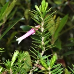 Epacris calvertiana var. versicolor at Bellawongarah, NSW - 15 Oct 2020 by plants