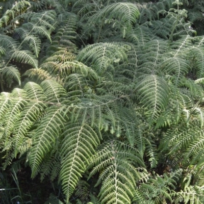 Hypolepis glandulifera (Downy Ground Fern) at Bellawongarah, NSW - 16 Oct 2020 by plants