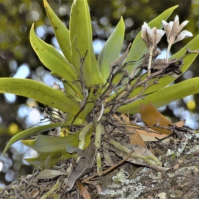 Sarcochilus falcatus (Orange Blossum Orchid) by plants