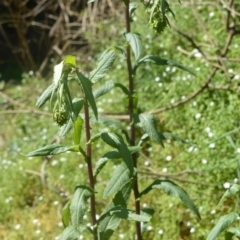 Senecio minimus (Shrubby Fireweed) at Bellawongarah, NSW - 15 Oct 2020 by plants