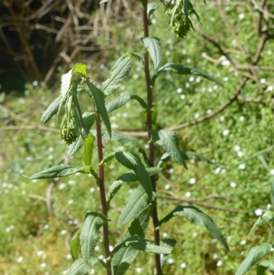 Senecio minimus (Shrubby Fireweed) at Bellawongarah, NSW - 16 Oct 2020 by plants