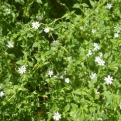 Stellaria flaccida (Forest Starwort) at Bellawongarah, NSW - 16 Oct 2020 by plants