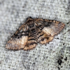 Aporoctena undescribed species (A Geometrid moth) at O'Connor, ACT - 11 Oct 2020 by ibaird