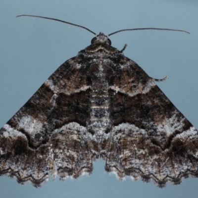 Gastrina cristaria (Wave-lined Geometrid) at Ainslie, ACT - 15 Oct 2020 by jb2602