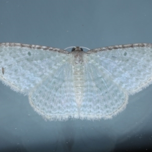 Poecilasthena pulchraria at Ainslie, ACT - 15 Oct 2020