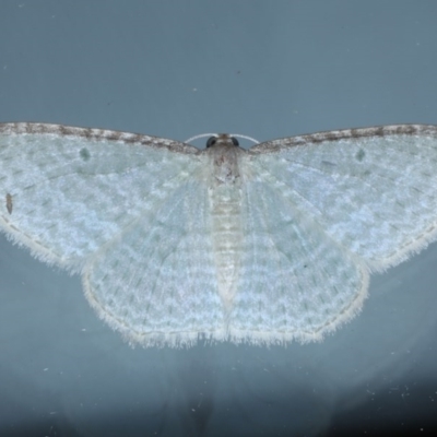 Poecilasthena pulchraria (Australian Cranberry Moth) at Ainslie, ACT - 15 Oct 2020 by jb2602