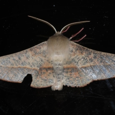 Antictenia punctunculus (A geometer moth) at Ainslie, ACT - 15 Oct 2020 by jb2602