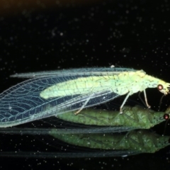 Apertochrysa edwardsi (A Green Lacewing) at Ainslie, ACT - 15 Oct 2020 by jbromilow50